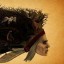Avatar for Darko